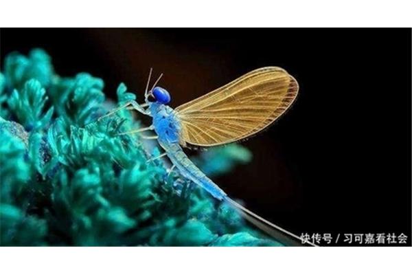 和昆虫有关的成语