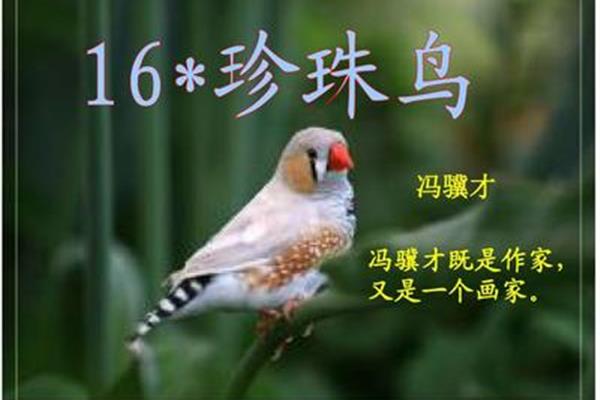 冯骥才珍珠鸟