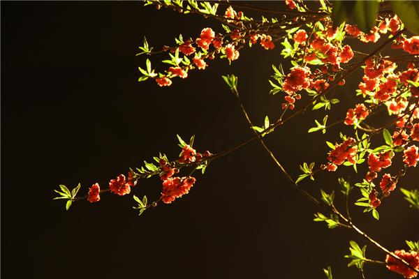 只恐夜深花睡去