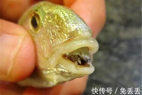 动物舌头的作用