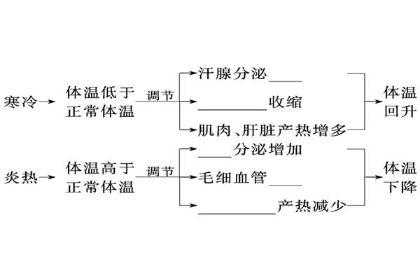 神经体液调节