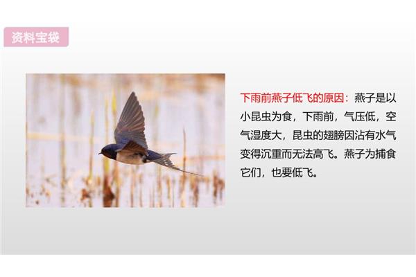 燕子低飞的原因