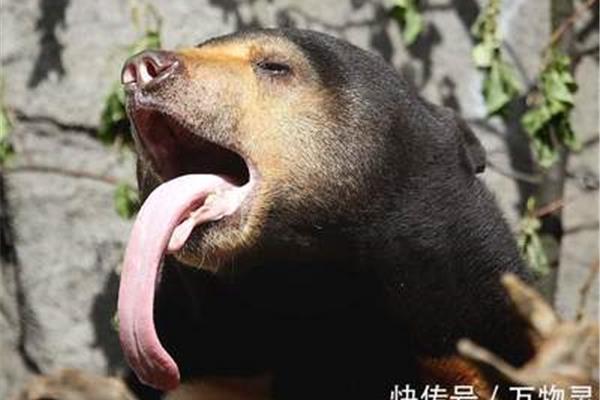 动物舌头的作用