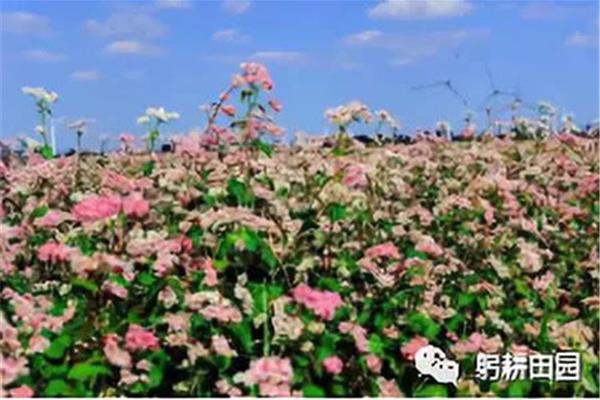 荞麦花开白雪香