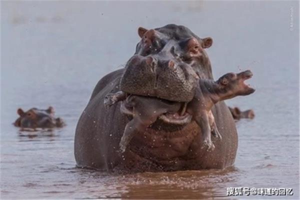 河马肉能吃吗