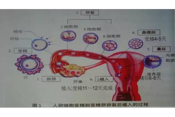 受精卵发育过程