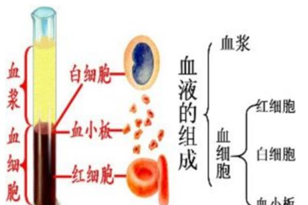 血液的组成和功能