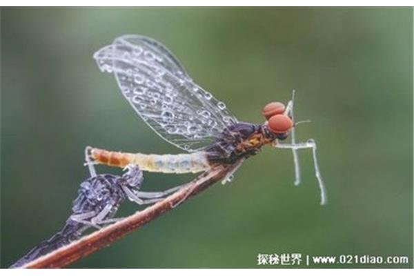 寿命最短的昆虫