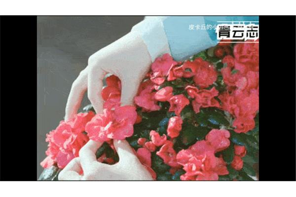 摘花的摘怎么写
