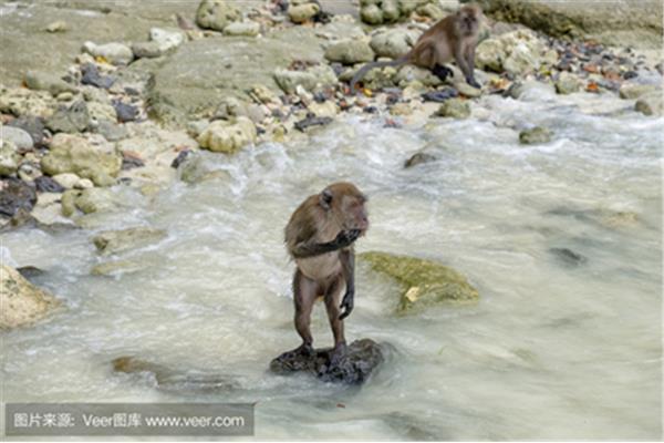 小猴子过河