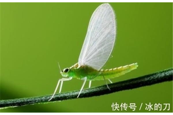 寿命最短的昆虫