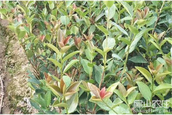 油茶树种植技术