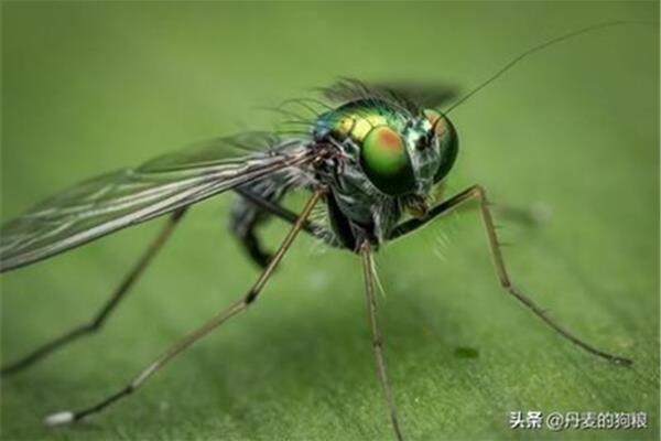 蜻蜓有多少只眼睛