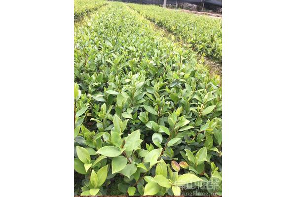 油茶树种植技术