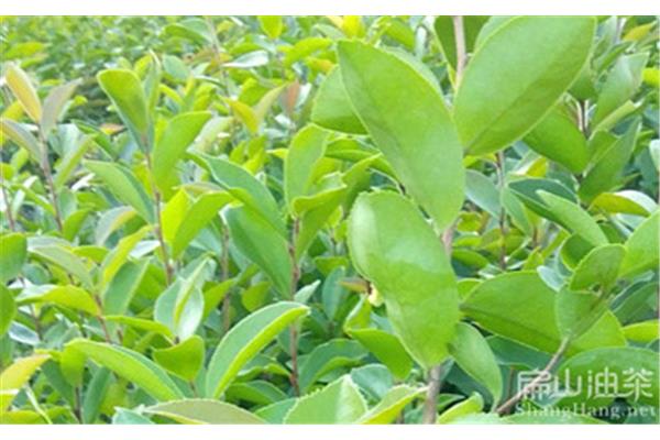油茶树种植技术