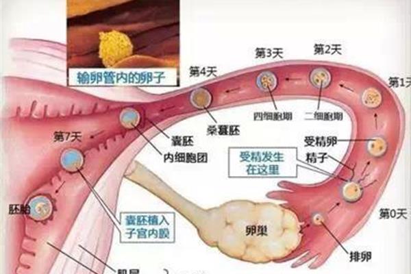 受精卵发育过程