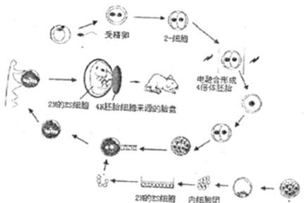 受精卵发育过程