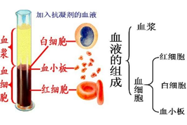 血液的组成和功能