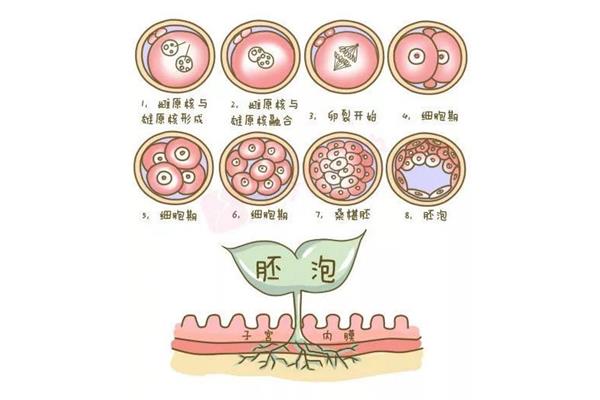 受精卵发育过程