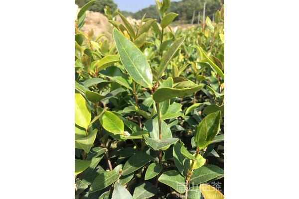 油茶树种植技术
