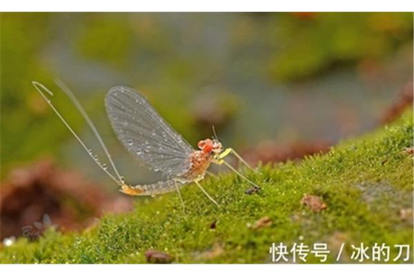 寿命最短的昆虫
