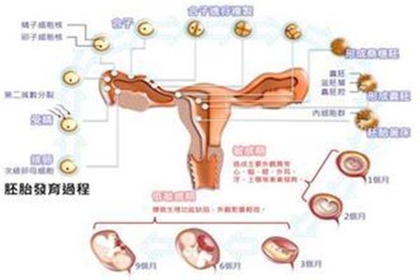 受精卵发育过程