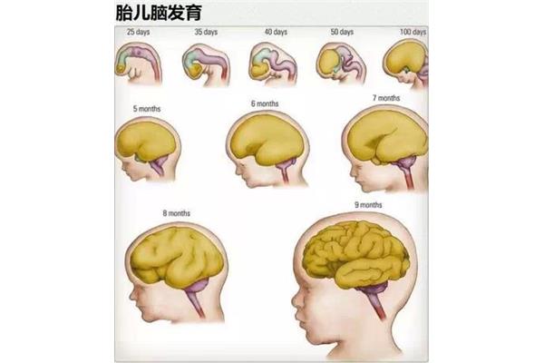 受精卵发育过程