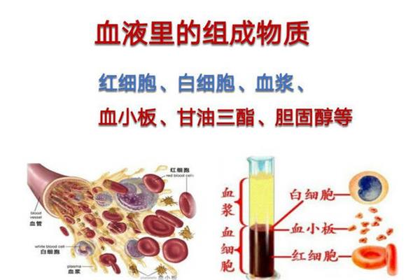 血液的组成和功能