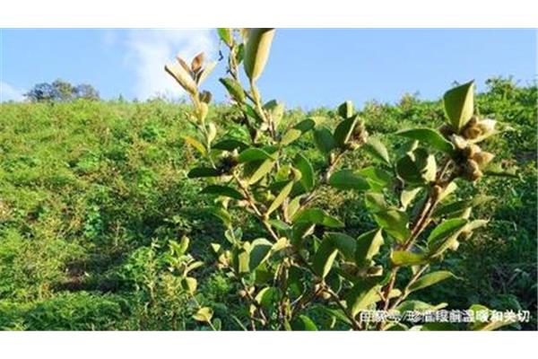 油茶树种植技术