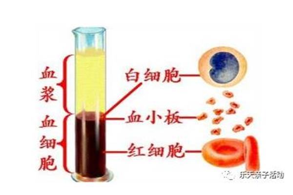 血液的组成和功能