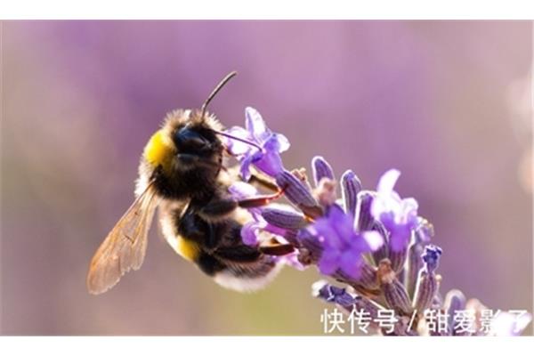 蜜蜂的知识