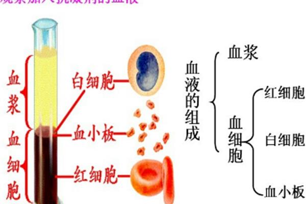 血液的组成和功能