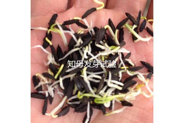 种子发芽实验