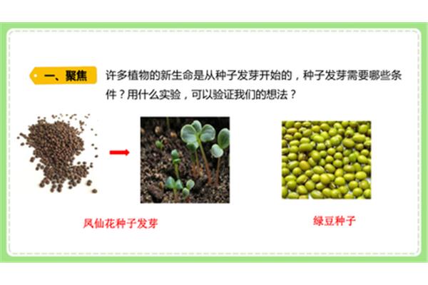 种子发芽实验