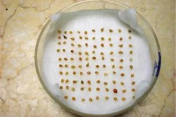 种子发芽实验