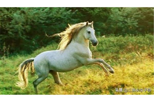 白驹过隙的意思