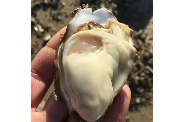海蛎子的营养价值