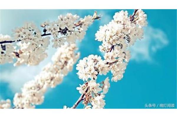 雨打梨花深闭门