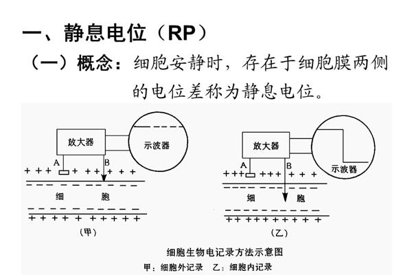 静息电位产生机制
