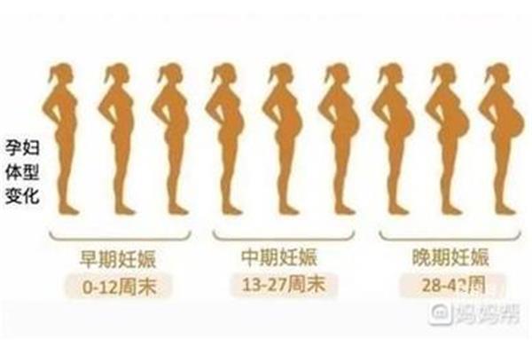 一般怀孕几个月生