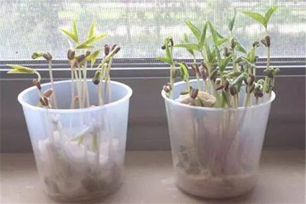 种子发芽实验