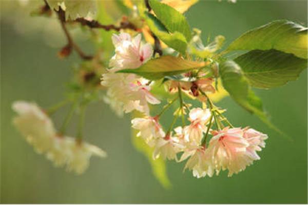 芳菲四月天