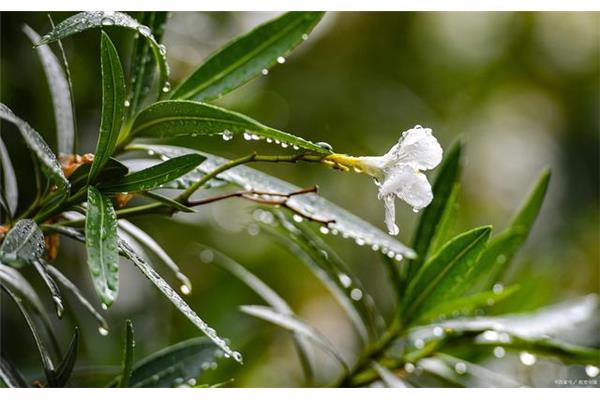 雨打梨花深闭门