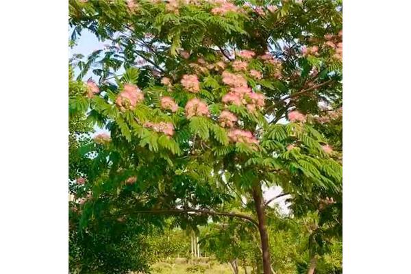 绒花树图片
