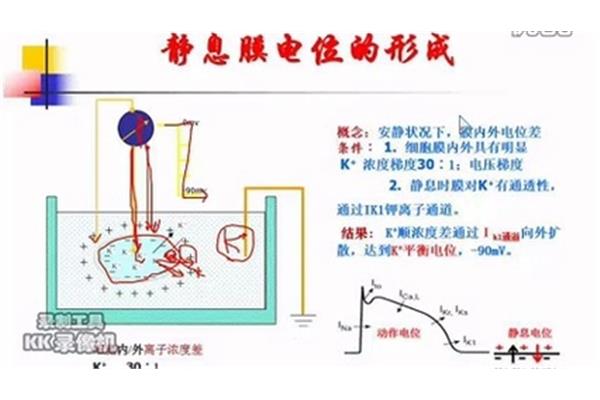 静息电位产生机制
