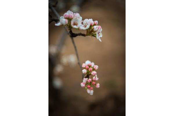 雨打梨花深闭门