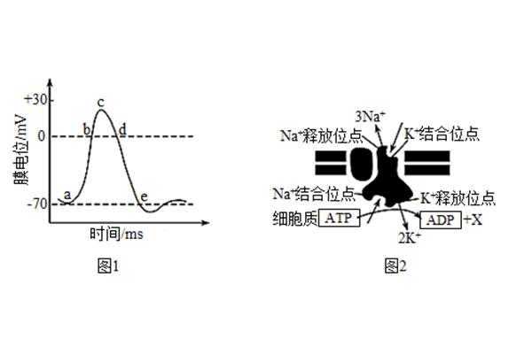 静息电位产生机制