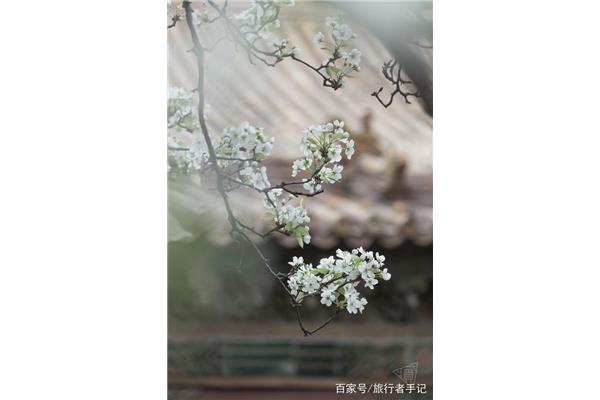 雨打梨花深闭门