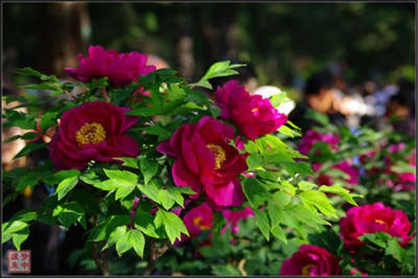 芳菲四月天