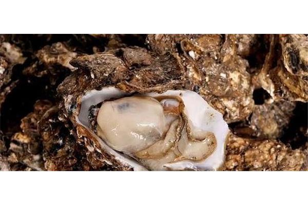 海蛎子的营养价值